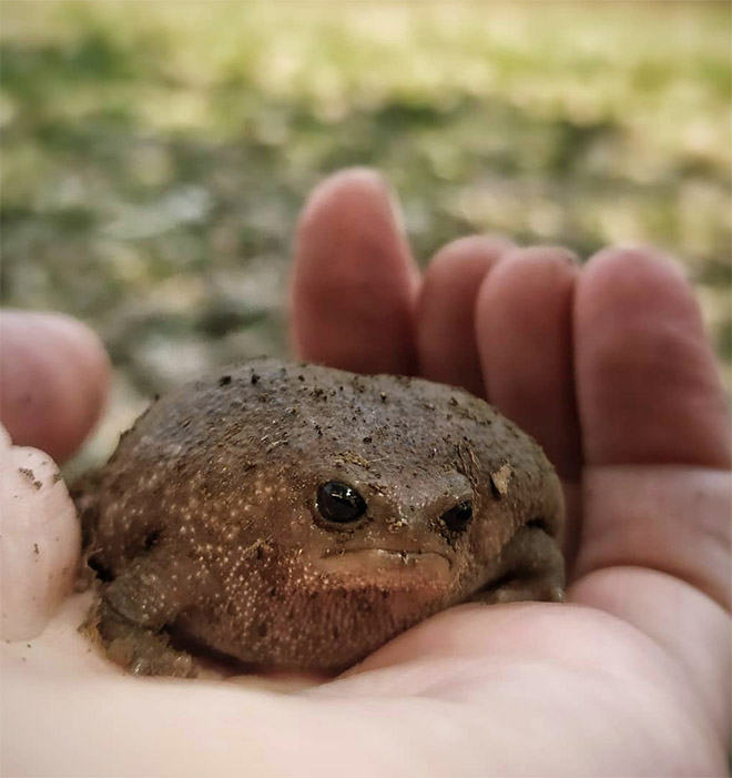 This rain frog is judging your poor life choices.