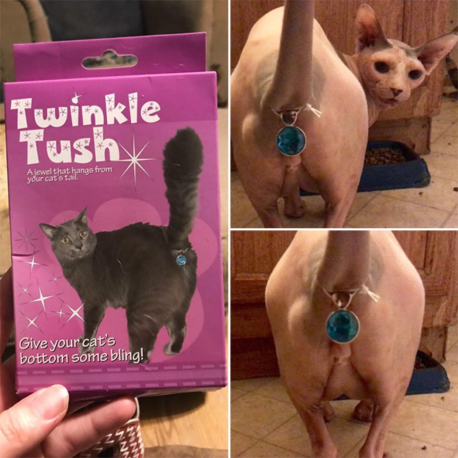Cat butt bling.