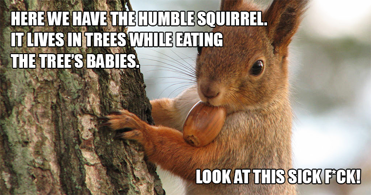 Here We Have The Humble Squirrel