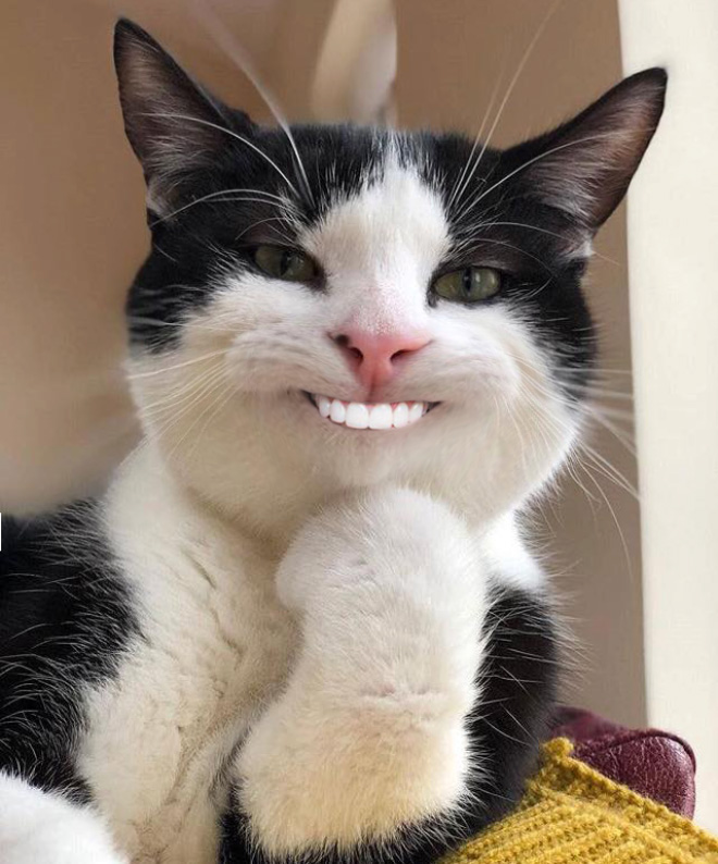 Cats with human mouths are horrifying.