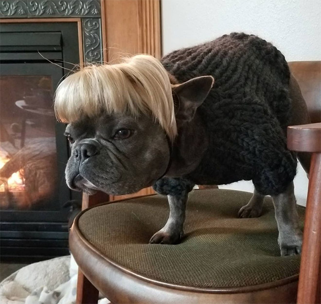 Some dogs wear wigs.