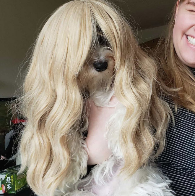 Some dogs wear wigs.