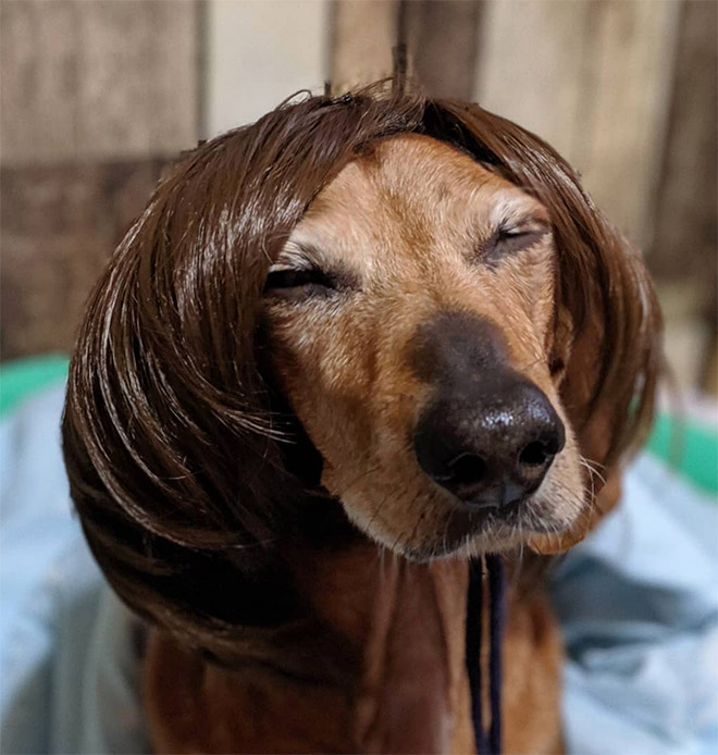 Some dogs wear wigs.