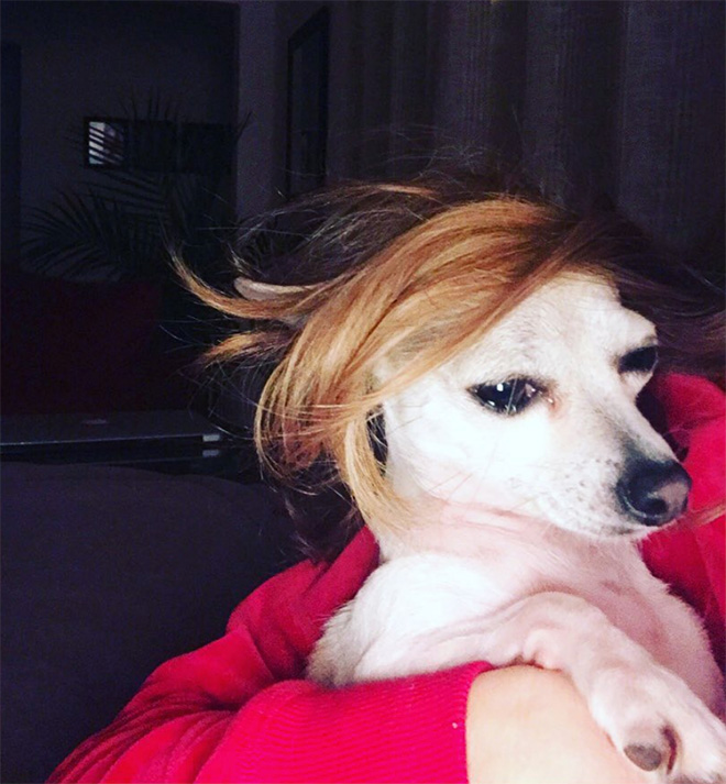 Some dogs wear wigs.