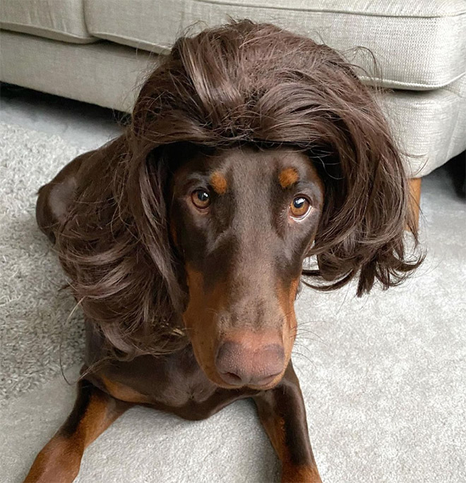 Some dogs wear wigs.