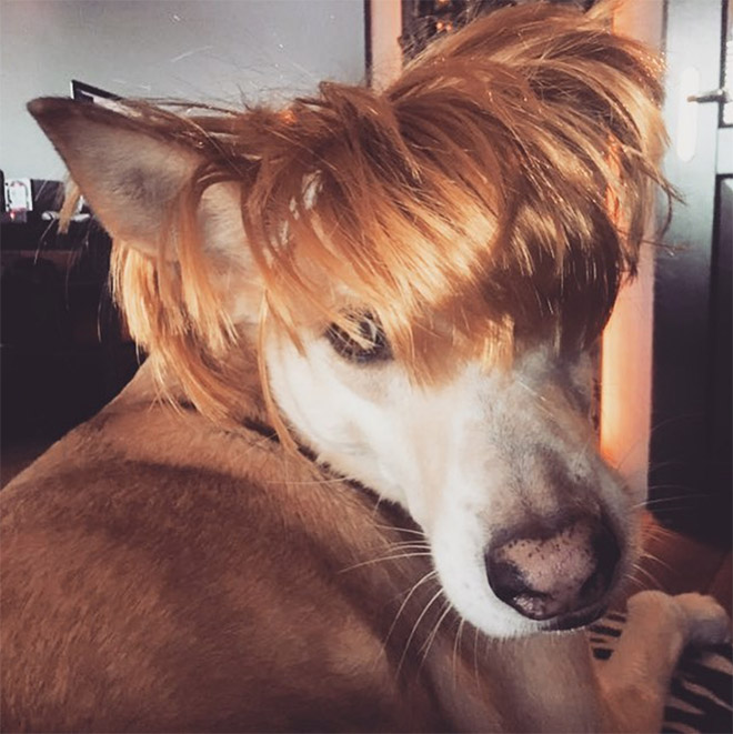 Some dogs wear wigs.