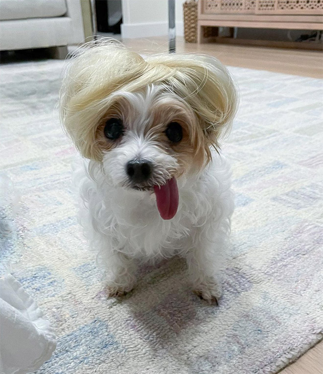 Some dogs wear wigs.