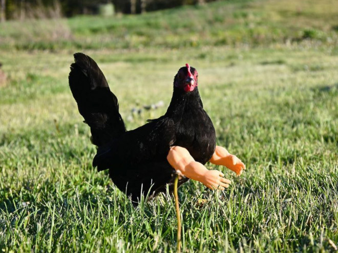Human-chicken hybrid animal.