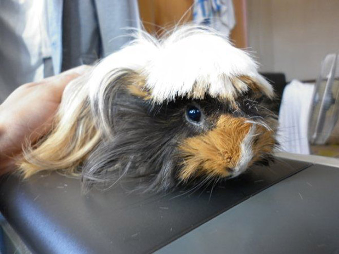 Guinea pig with bangs looks hilarious!