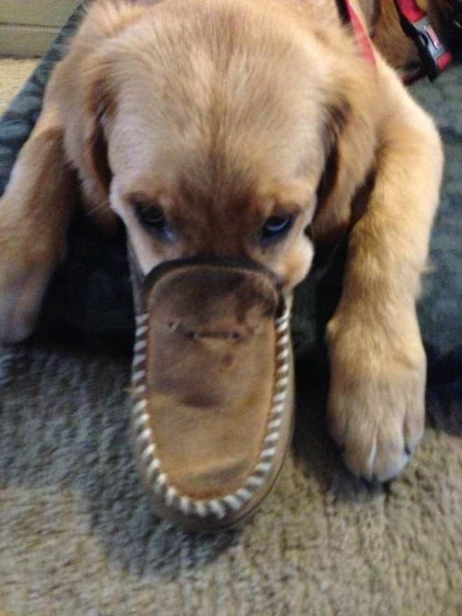 New dog breed: the Australian platypus dog.