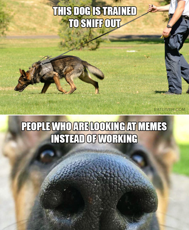 This dog is trained to sniff out people who are looking at memes instead of working.