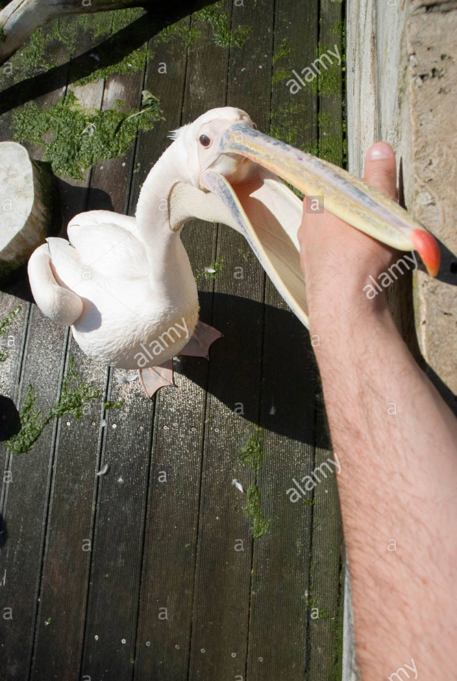 Pelicans will eat anything, they don't care!