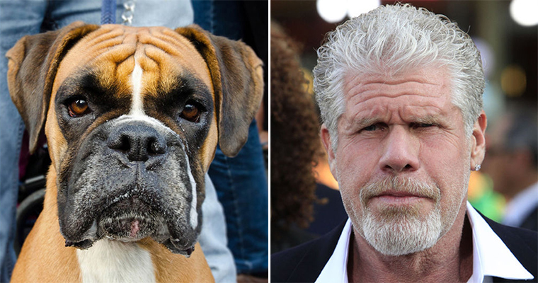 Cats And Dogs That Look Like Ron Perlman – The Funniest Blog