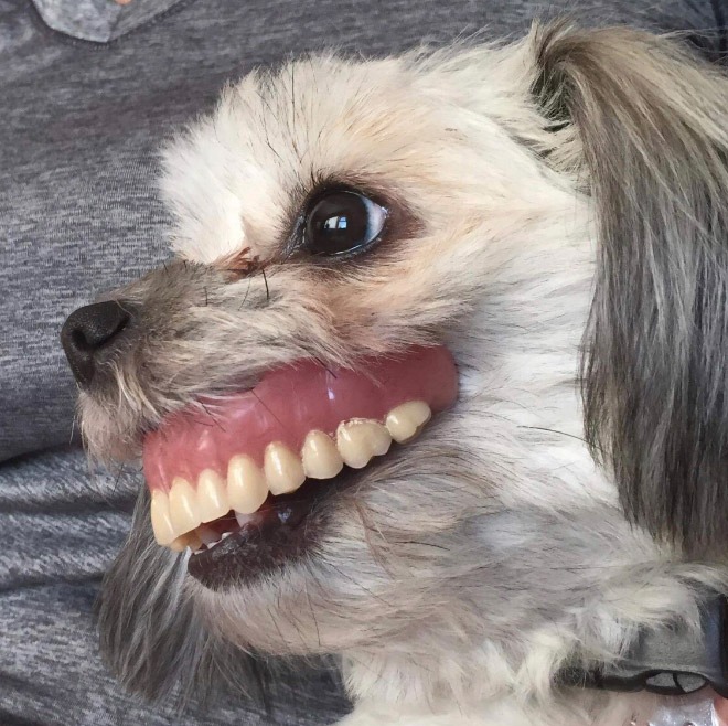 Dogs Wearing Human Dentures Look Terrifying…ly Funny