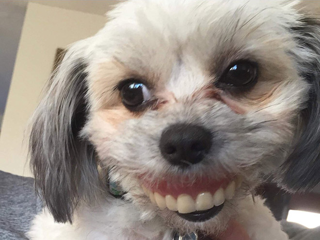 Dog wearing false human teeth.
