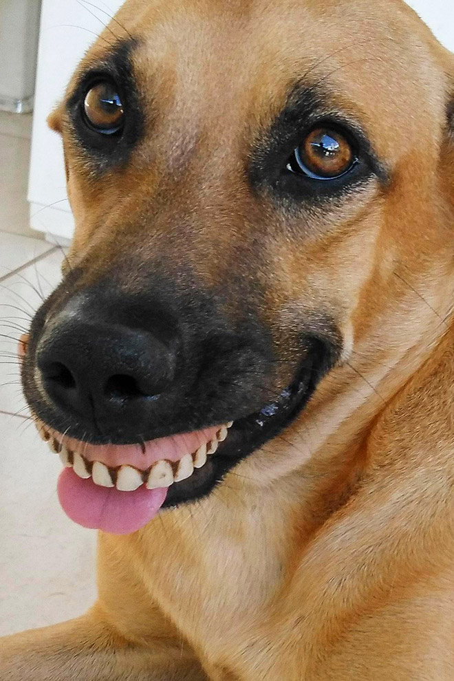 Dog wearing false human teeth.