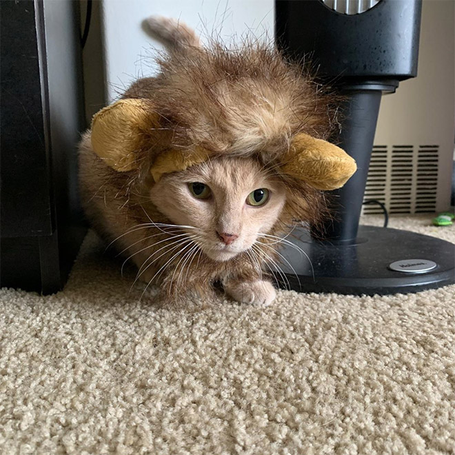 Lion's mane wig for cats.