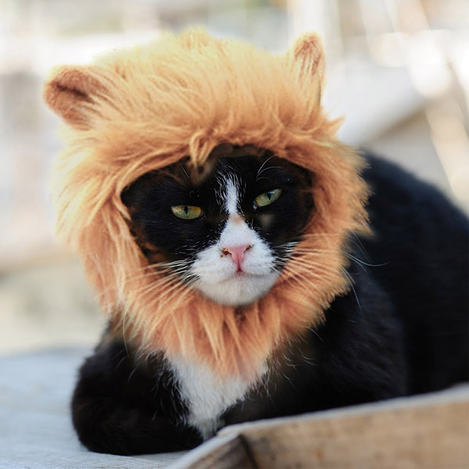 Lion's mane wig for cats.