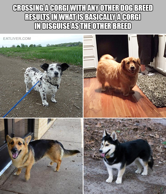 Isn't it fascinating how crossing a Corgi with any other dog breed results in what is basically a Corgi in disguise as the other breed?