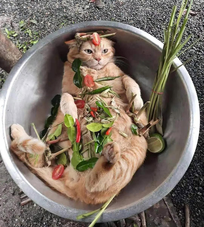 Delicious cat recipe.
