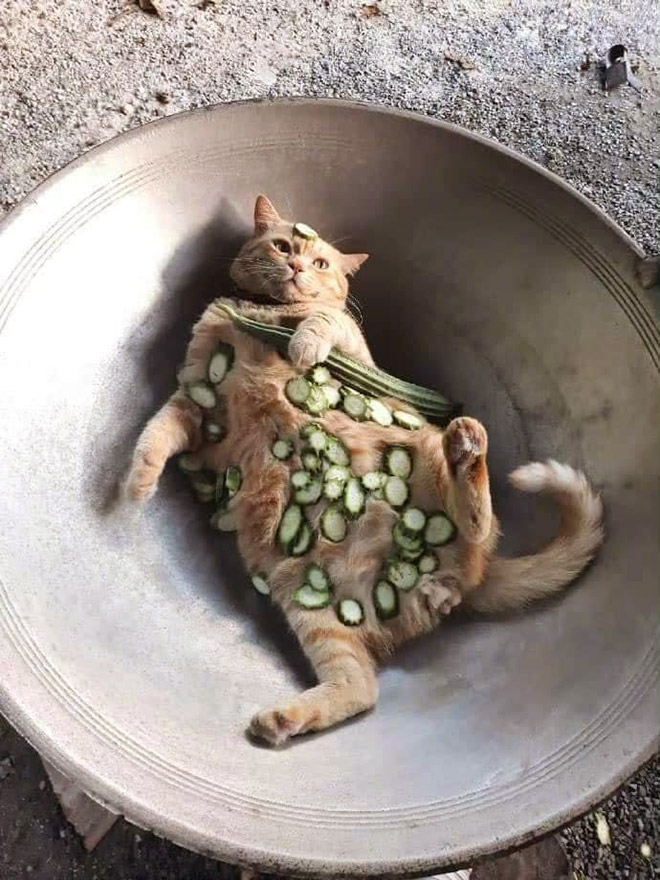 Delicious cat recipe.