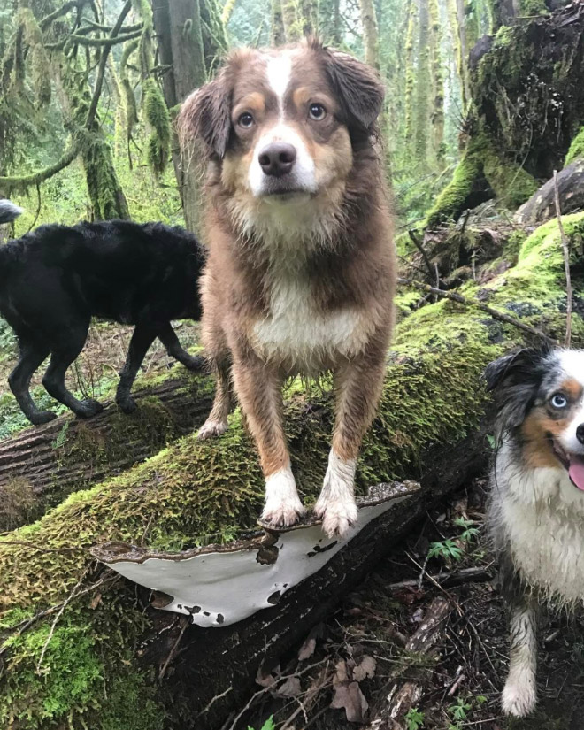 Dogs on mushrooms look beautiful and majestic.