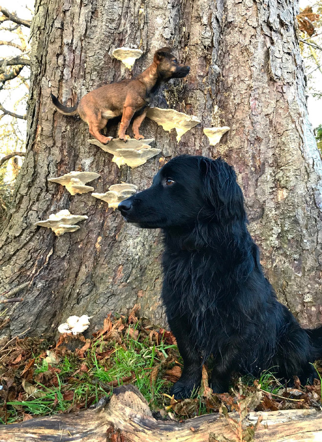 Dogs on mushrooms look beautiful and majestic.