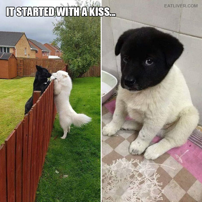 How it started vs. how it's going. The puppy looks adorably pissed.