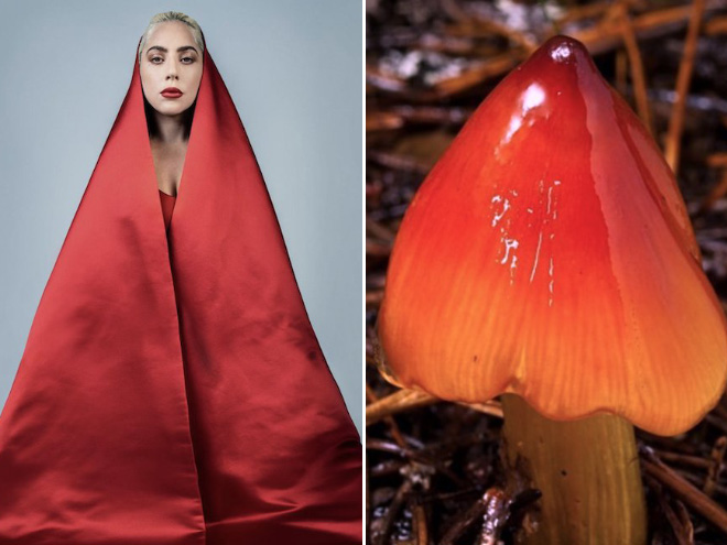 Some mushrooms look exactly like Lady Gaga.