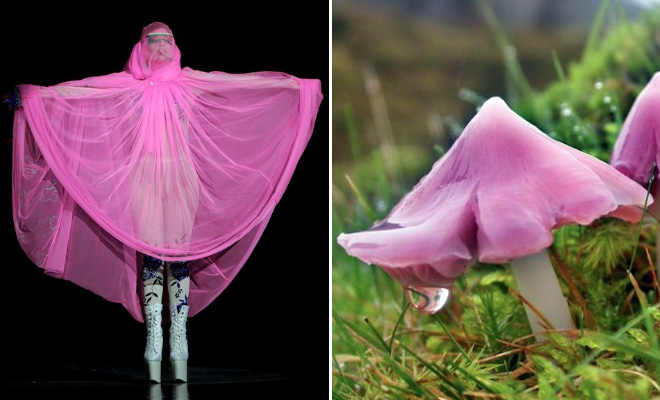 Some mushrooms look exactly like Lady Gaga.