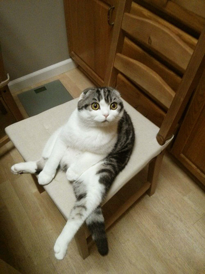 Awkwardly sitting cat.