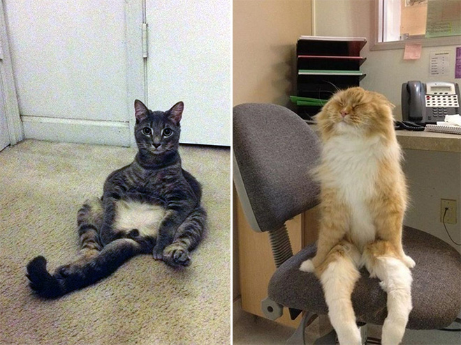 Awkwardly sitting cats.