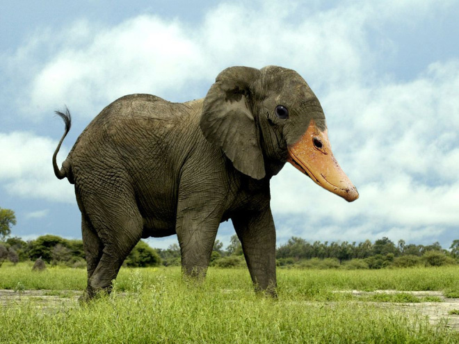 Photoshopped animal hybrid.