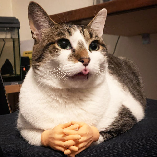 Cats with human hands are real!