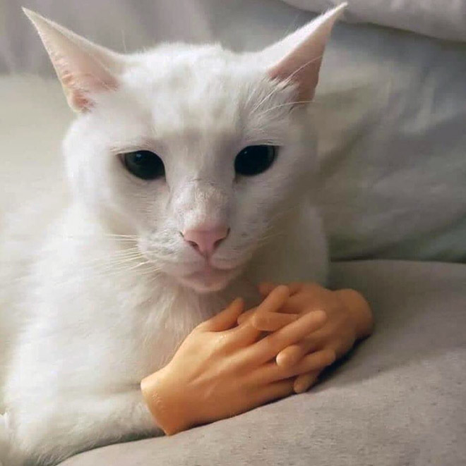 Cats with human hands are real!