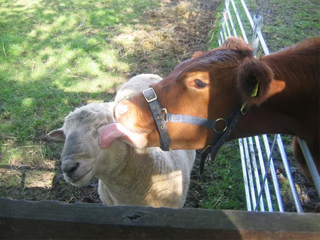 Cow tongue attack.