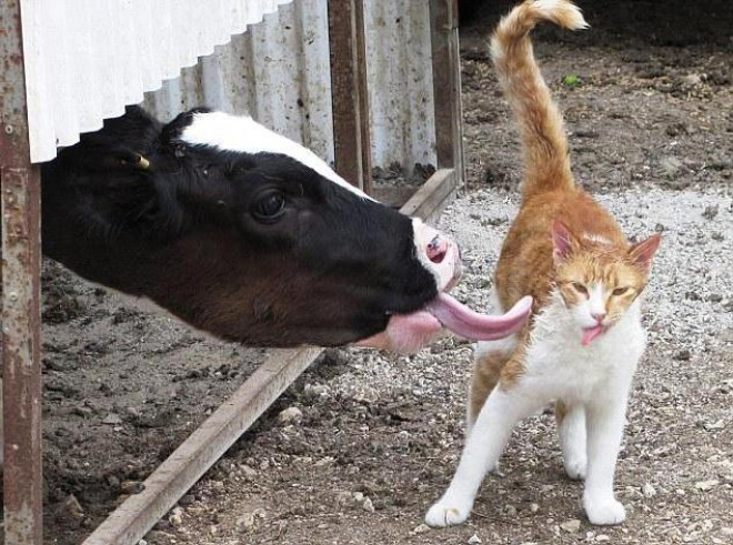 Cow tongue attack.