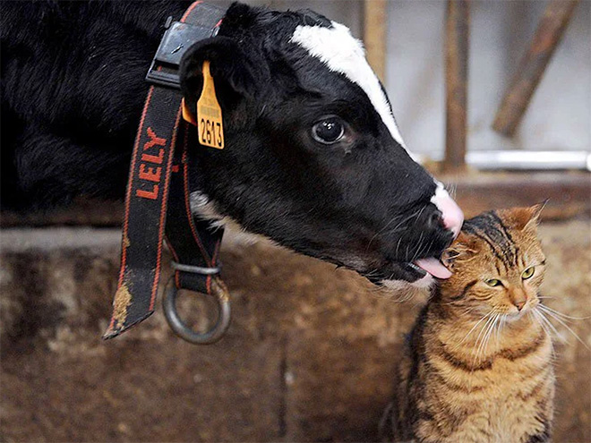 Cow tongue attack.