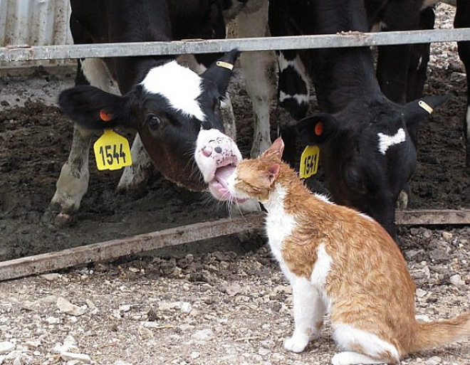 Cow tongue attack.