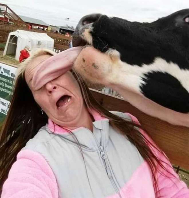 Cow tongue attack.