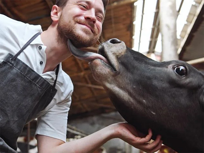 Cow tongue attack.