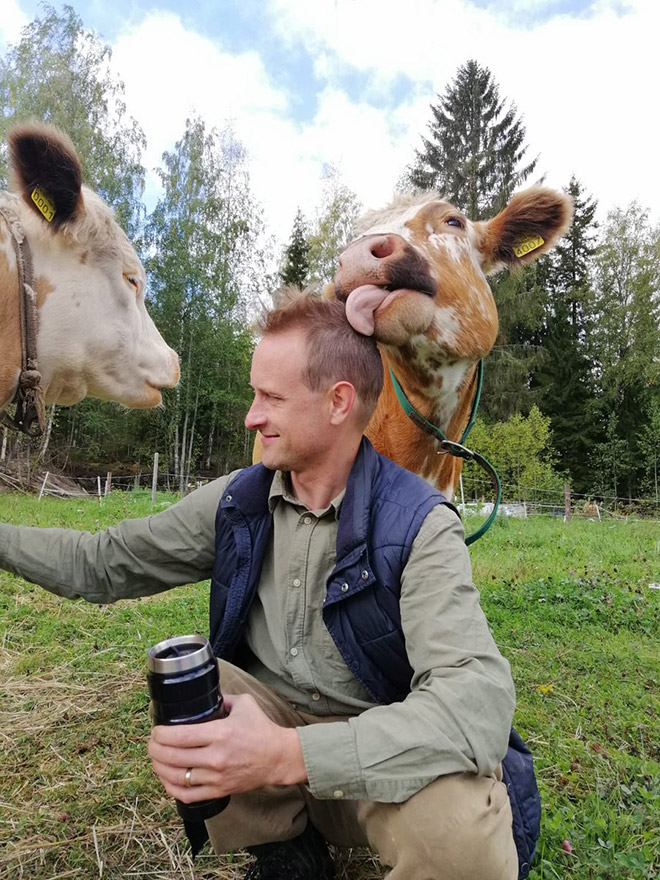 Cow tongue attack.