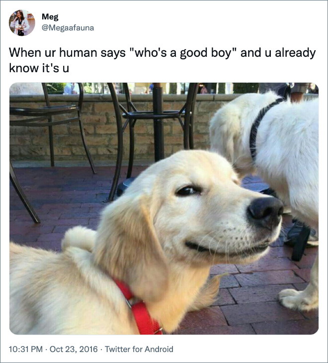 Funny tweet about dogs.