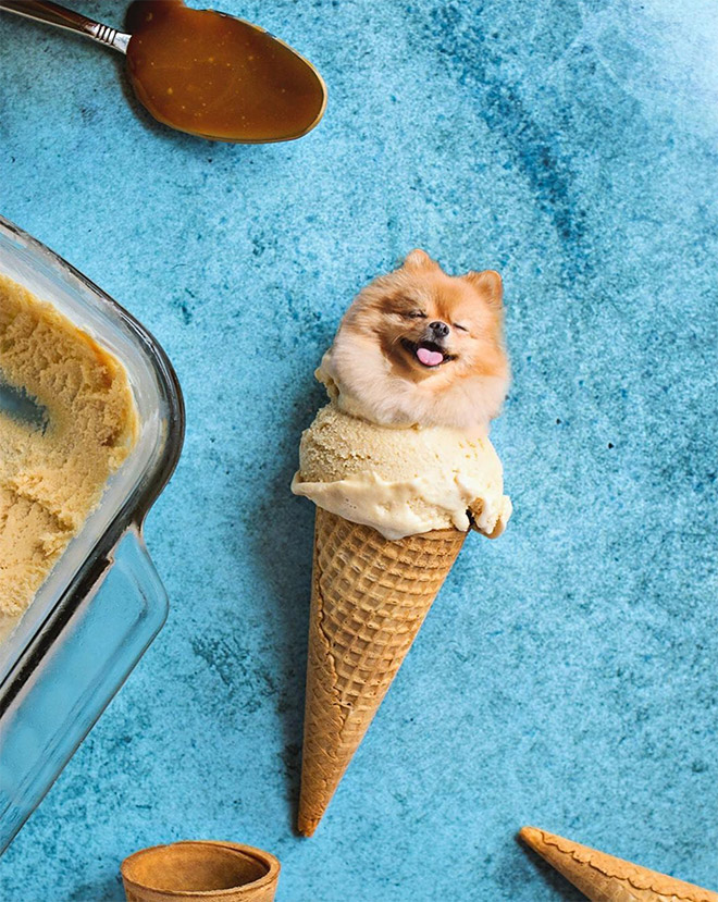 Dog photoshopped in food.