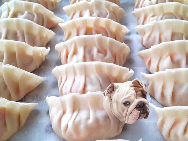 Dog photoshopped in food.