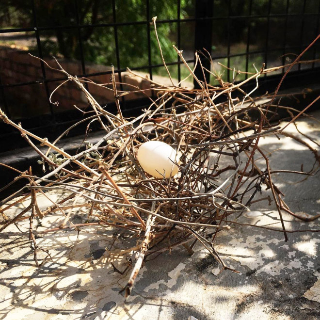 Crappy pigeon nest.