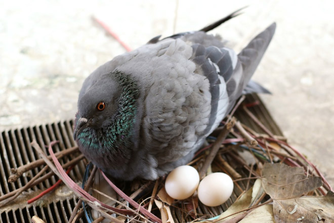 Crappy pigeon nest.