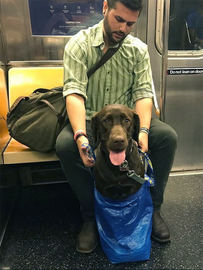 As long as your dog is in a bag, he is allowed to ride the NYC subway...