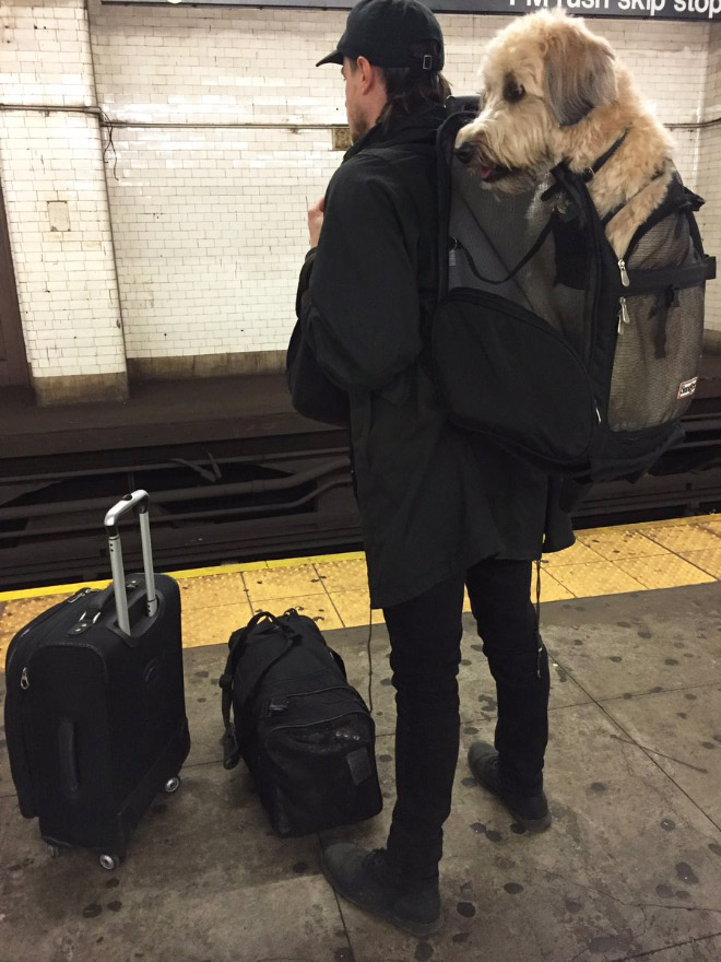 As long as your dog is in a bag, he is allowed to ride the NYC subway...