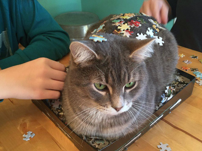 Cat helping to solve a puzzle.